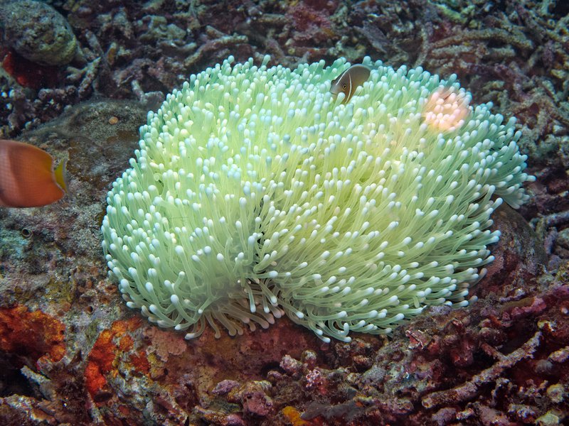 Coral, Frogfish Point